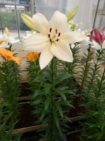 [5105 Pedara VH No02.JPG]